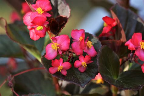 Begonia Pink Re